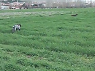 kocak kurzhaar kennel avyaban.com