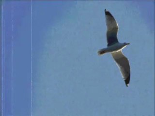 Melez Şarkılar-bir ege türküsü