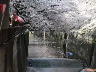 Hanami 2011 Nakameguro/Shibuya Tokyo