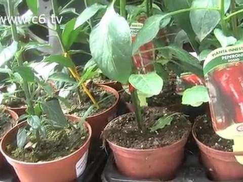 L'orto del vicino... potrebbe essere sul terrazzo!