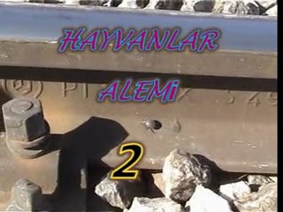 hayvanlar alemi 2