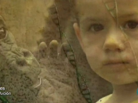 Evolucion de las especies