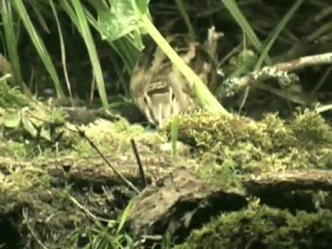 Çulluk Ailesi avyaban.com - ergo