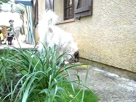 Elevage de la Vallée du Girou (descendant2)