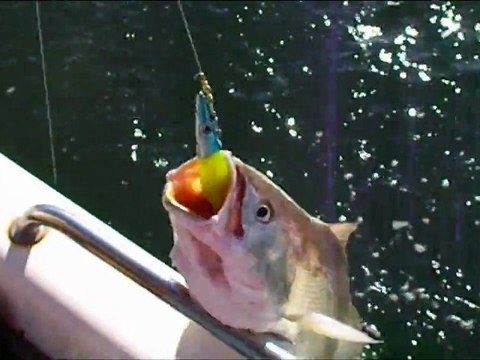 Peche au bassin d' arcachon en bateau