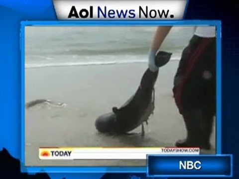 На берег Мексиканского залива сотнями выбрасываются маленькие дельфины