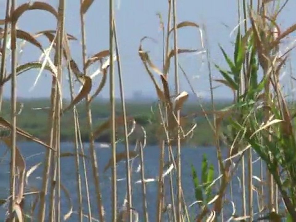 Balance a un año de la marea negra en Estados Unidos