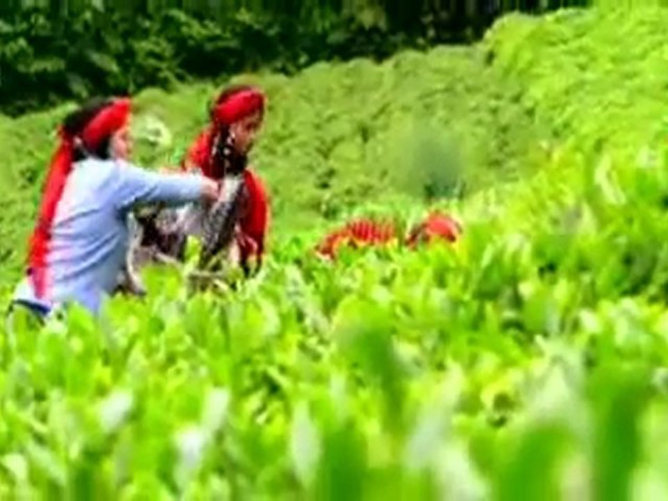 YAPRAKTAN BARDAĞA ÇAY-2