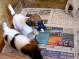 smooth fox terrier puppies aged four weeks