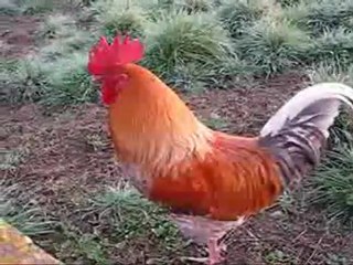 السردوك- le coq-Serdouk de Souk-Ahras ALGÉRIE