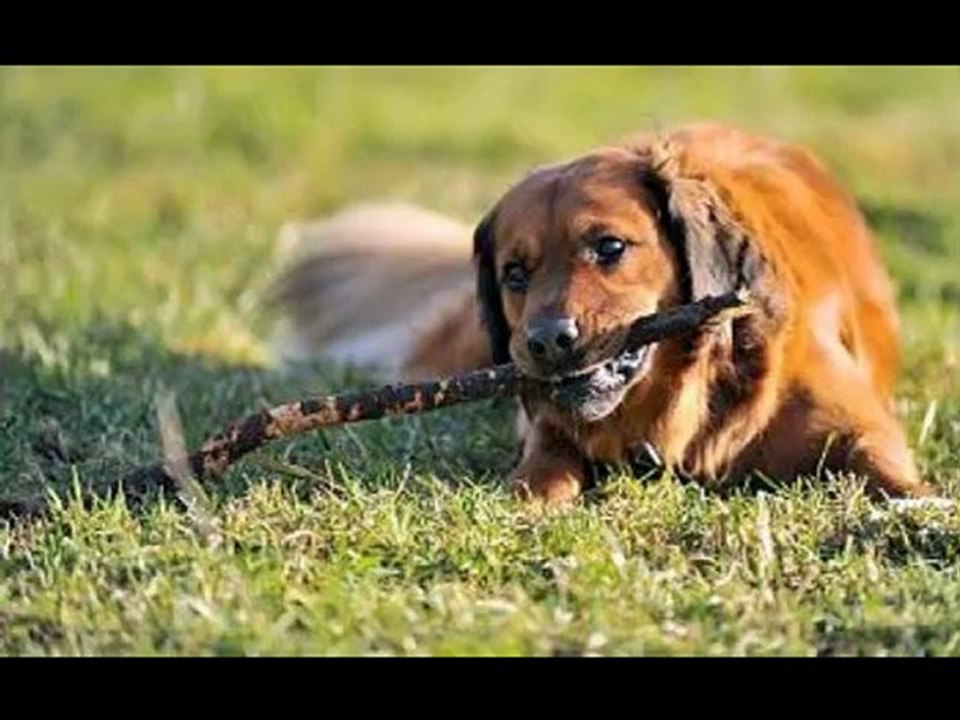 Educar a Un Perro