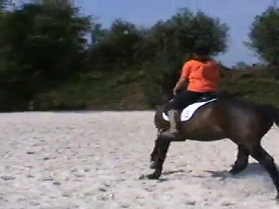 Boston, Hongre 5ans, Zangerheide