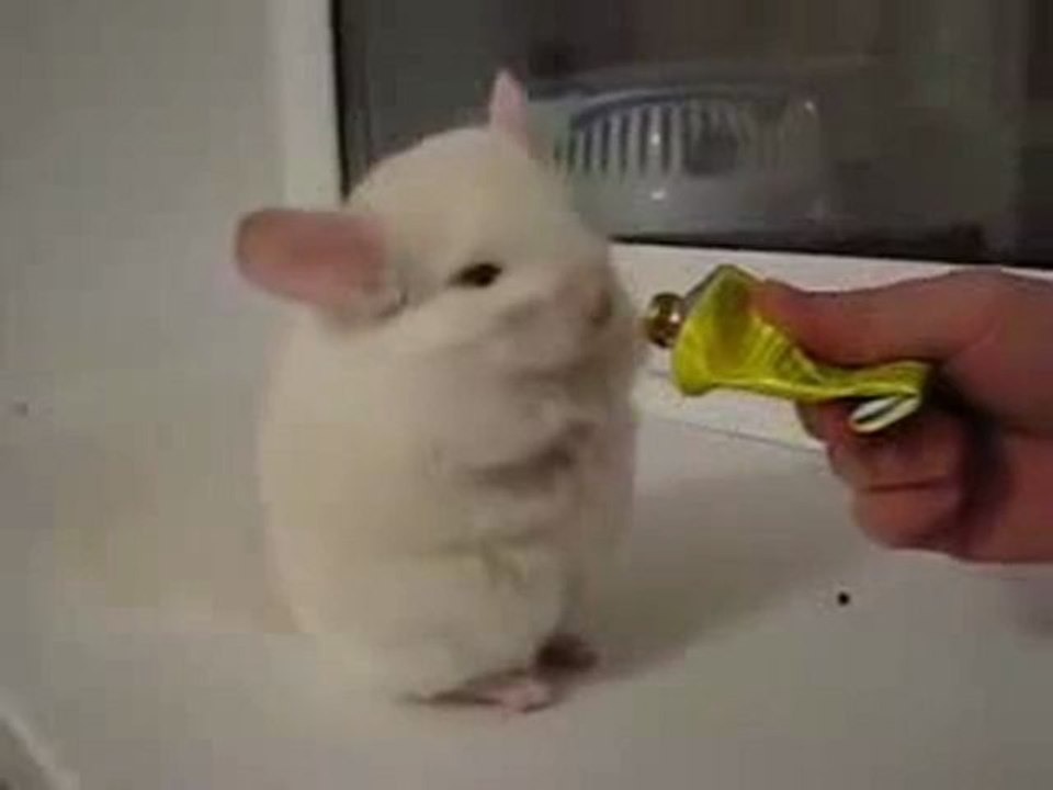 0228 - Souris qui marche sur 2 pattes