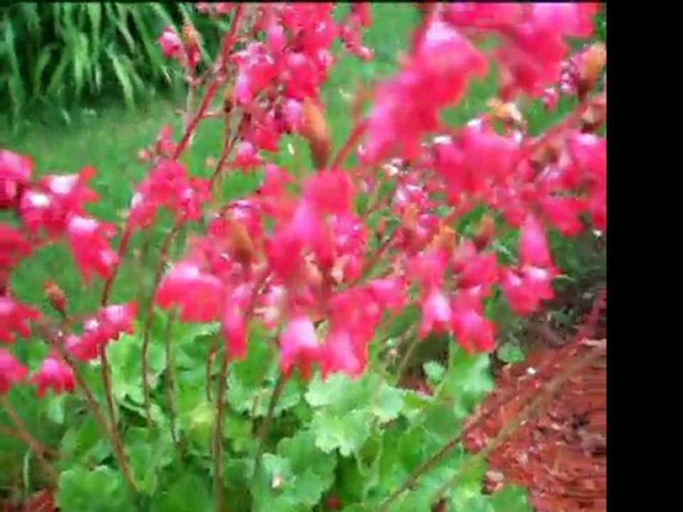 Nature sous pluie
