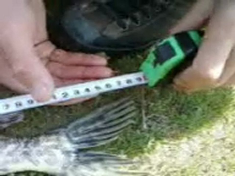 Kırıkkale turna balığı açılışı 2011