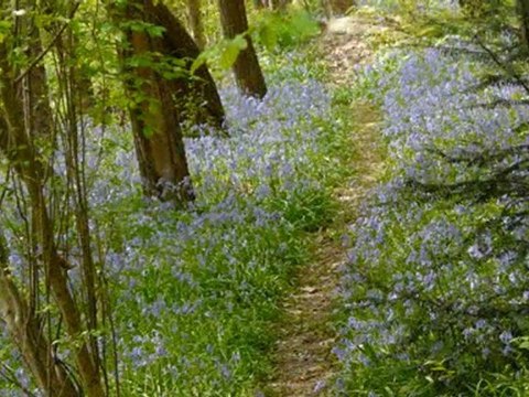 Lundi 11 Avril 2011 Tapis de Jacinthes des bois