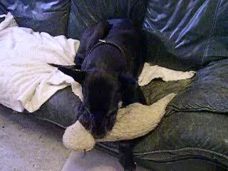 chien dogue allemand... Perle !!!