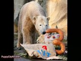Knut The Polar Bear Tribute Video