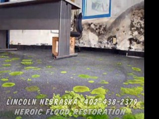 402-438-2379 Mold Removal, Mold Inspection, Mold Testing, Mold Remediation Lincoln Nebraska NE