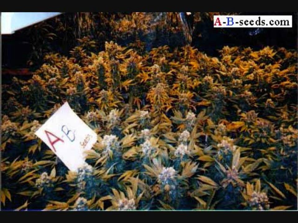420 special