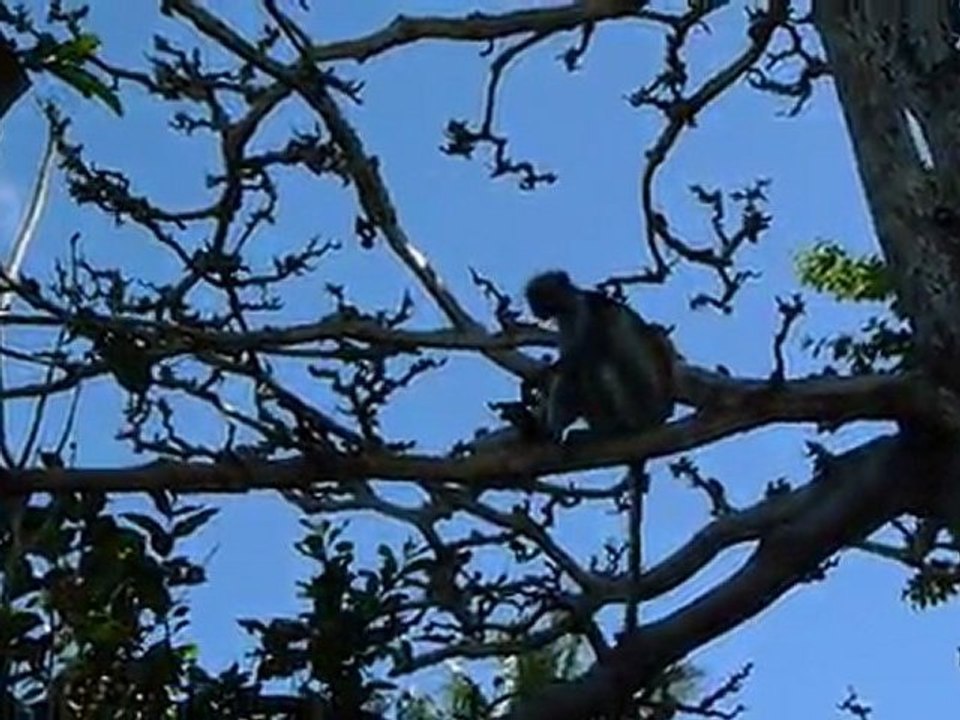 Colobus, Zanzibar