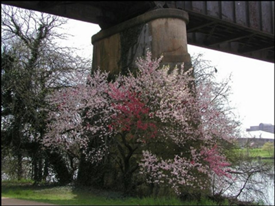 Louisiana Rain par Fred Walser