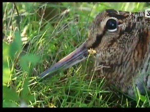 becasse en corse centre canin de la foret du melu 2