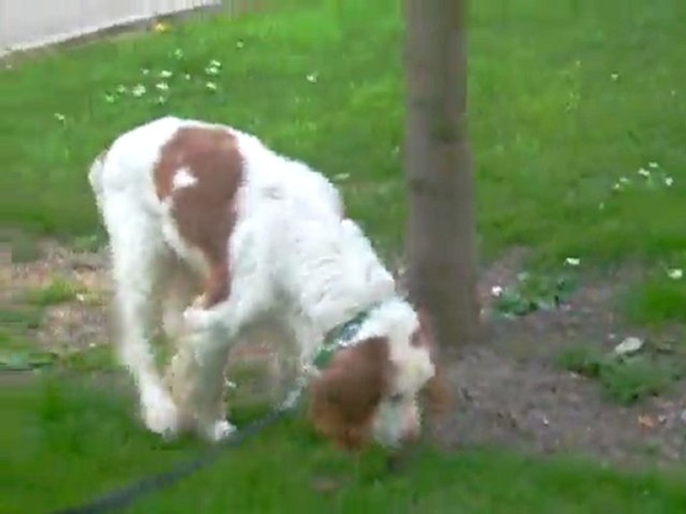 VIDEO 20 04 2011 001 Balade - Dipsie