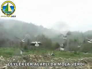 LEYLEKLER ALAPLI'DA MOLA VERDİ