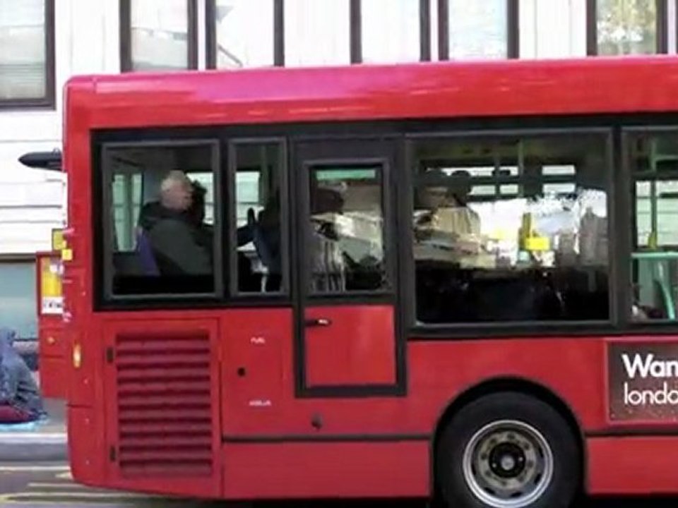 Bear At The Bus Stop