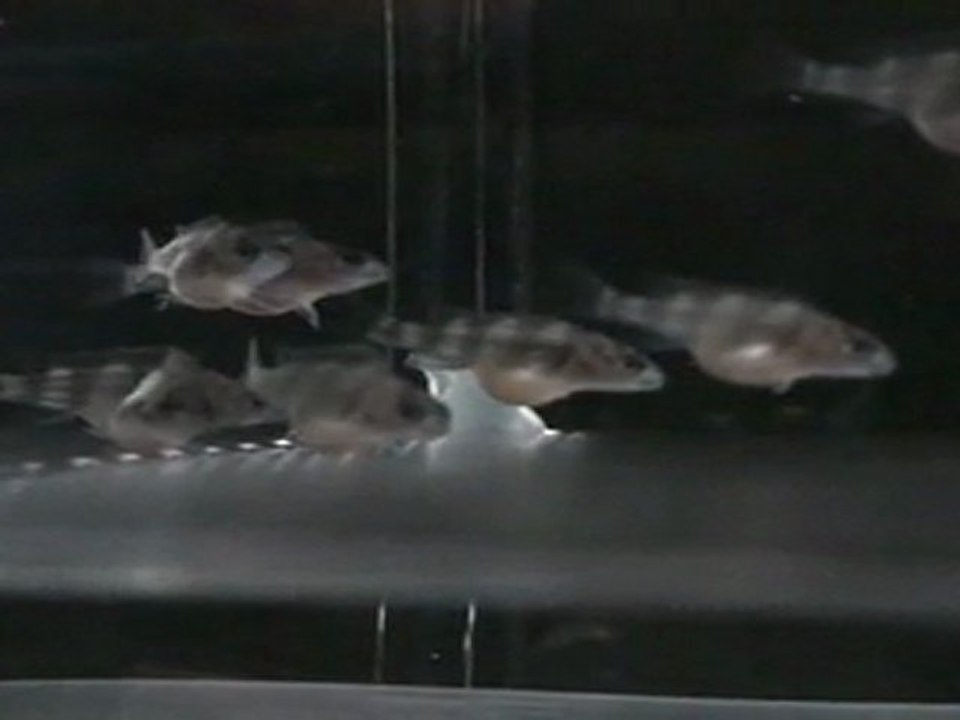 FRONTOSA BLUE ZAİRE MOBA YUMURTALARI  21.04.2011  SAAT.13.30