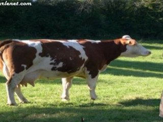 Des vaches chinoises qui produisent un lait (presque) humain