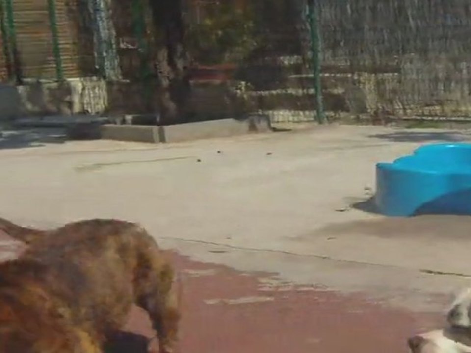 Présentation du loulou à Edene