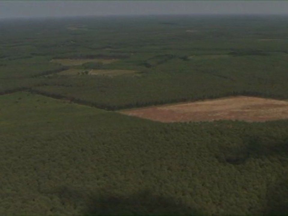 Forêt des Landes