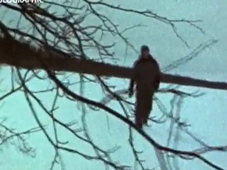 chasseurs chassés 2