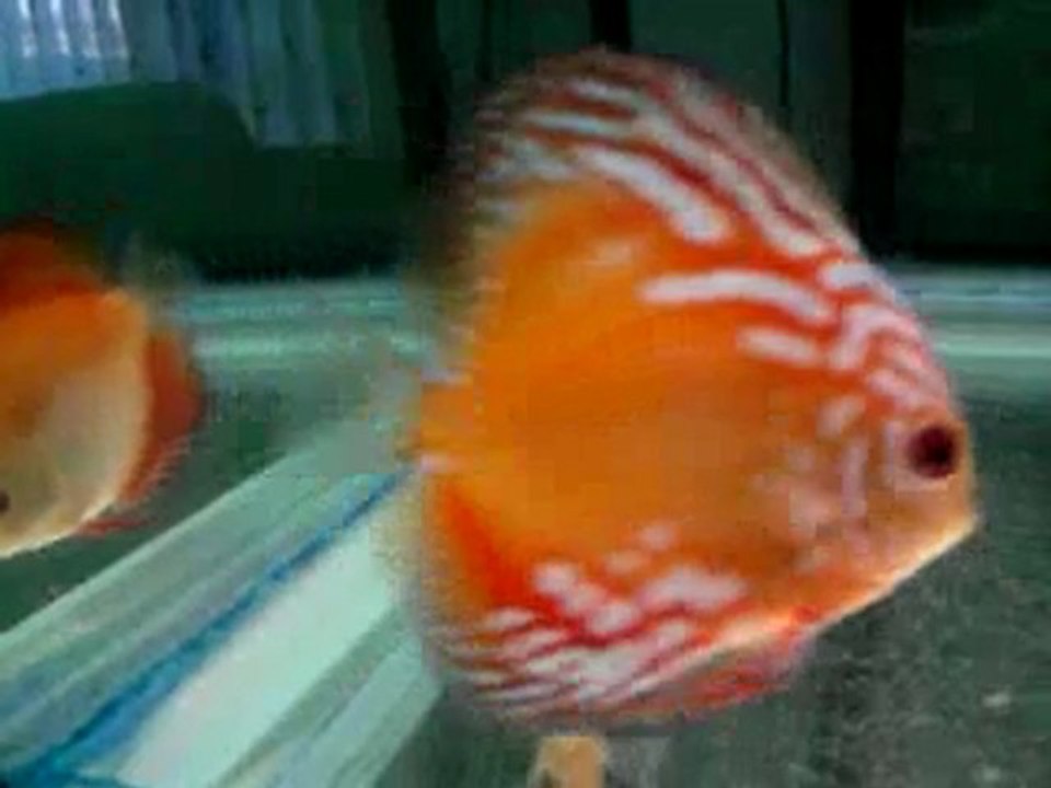 discus