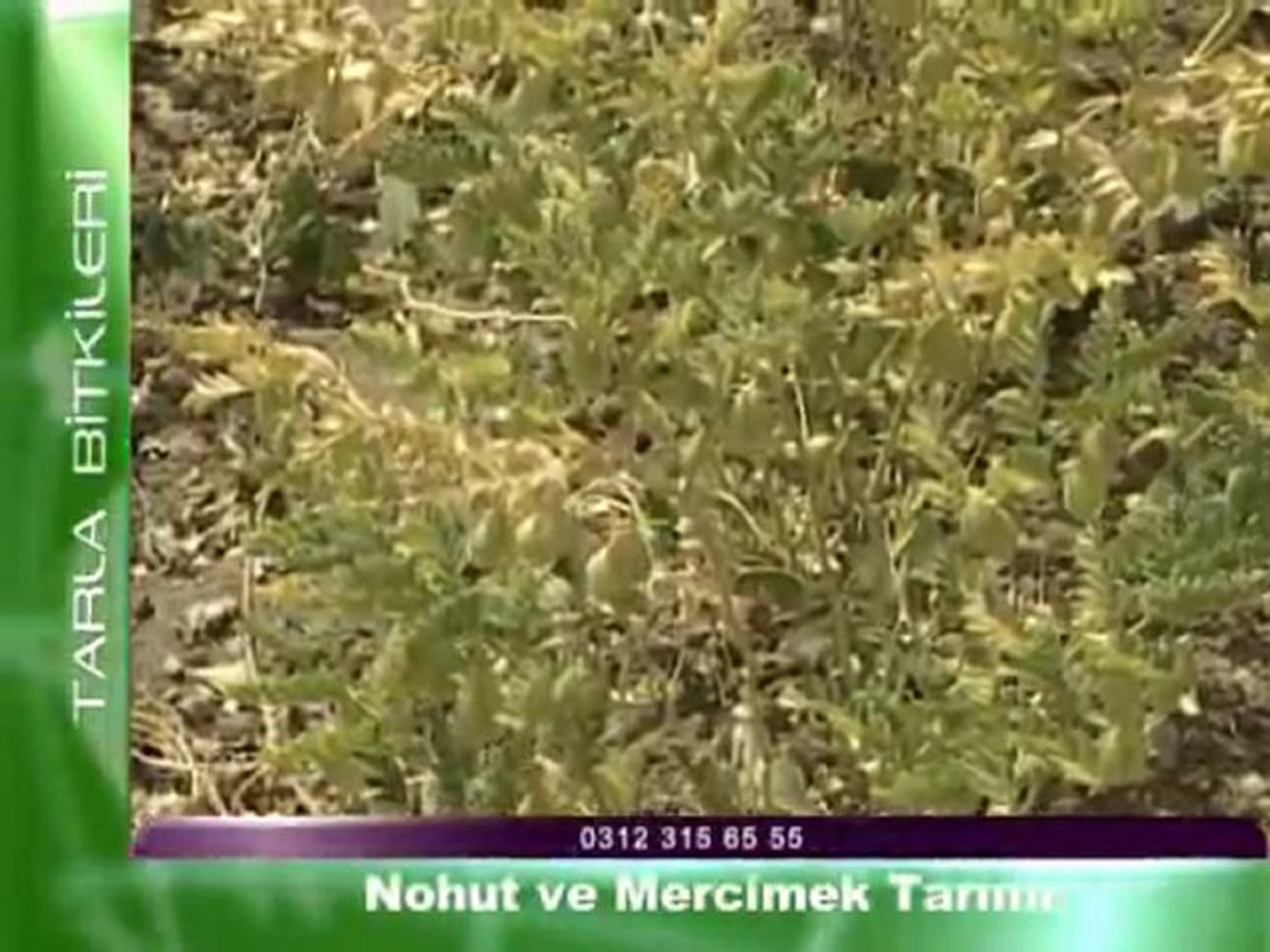 nohut ve mercimek tarimi dailymotion video