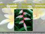 Plumeria Plants, Terms And Definitions For Plumerias And Other Tropical Plants, Part One