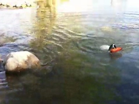 springer de la foret du melu 1er rapport a l'eau de F de la foret du melu 6 mois