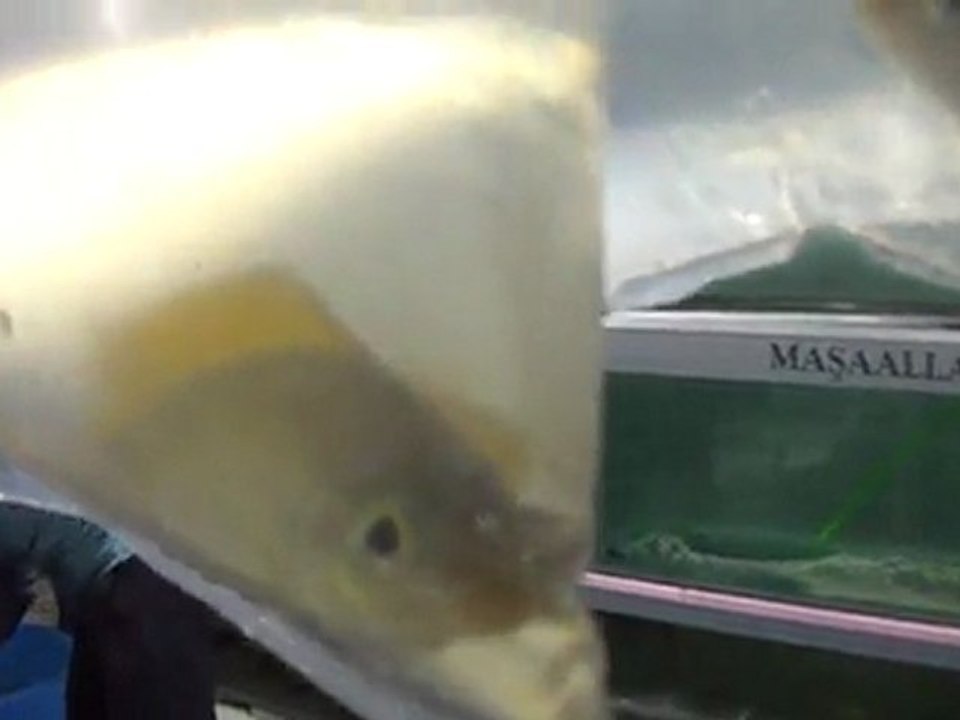 nasuta gold