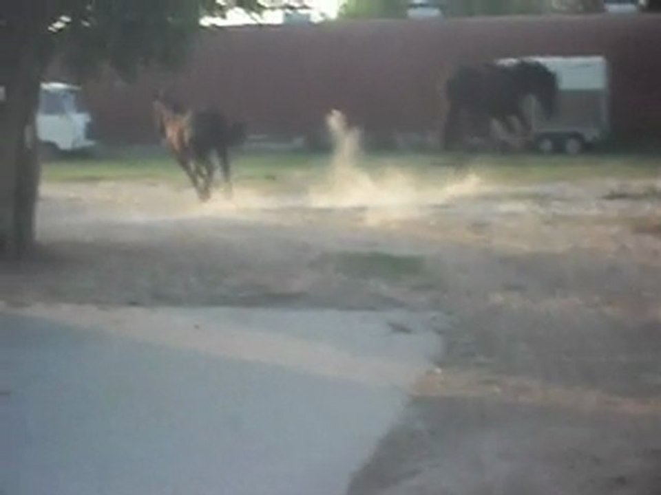 POULAINS MERENS ET LEURS COPAINS PONEYS CHEZ NOUS! 21/04/2011. SDC10614