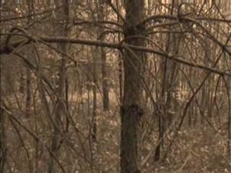 Triskèle - Révérence Nocturne