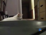 Chats essayant de comprendre un tapis de marche - Cats Try To Understand Treadmill