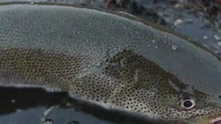 Hucho perryi,A Huge Japanese Native Trout