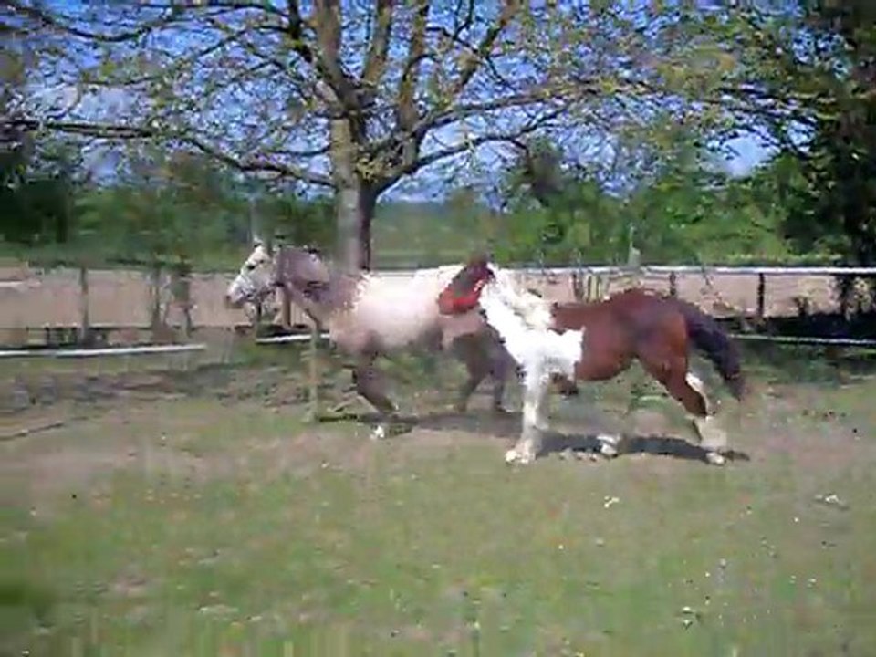 premiere fois dans le rond de longe pour alwen