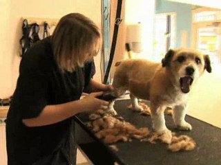 A l'instant canin - salon de toilettage à Andenne