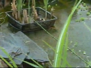 Une  video de cascade ... Musique de One Step Beyond Réalisation de Servan