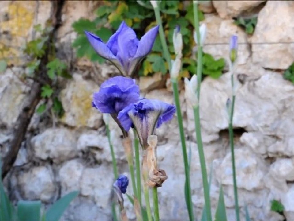 C'est le Printemps...