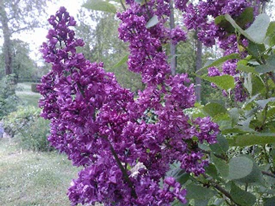 NOS AMIES LES FLEURS