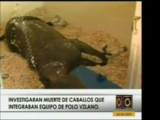 La muerte no natural de 14 caballos del equipo de polo venez